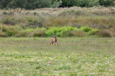 Roosevelt geyiği Crescent City CA 'da