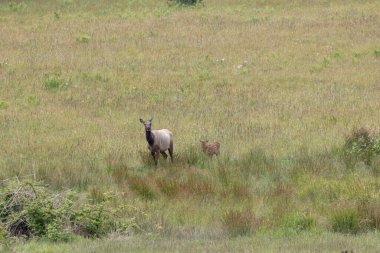 Roosevelt geyiği Crescent City CA 'da