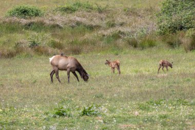 Roosevelt geyiği Crescent City CA 'da