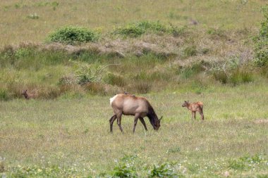 Roosevelt geyiği Crescent City CA 'da