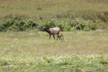 Roosevelt geyiği Crescent City CA 'da