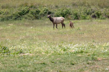 Roosevelt geyiği Crescent City CA 'da