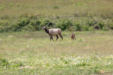 Roosevelt geyiği Crescent City CA 'da