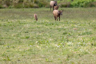 Roosevelt geyiği Crescent City CA 'da