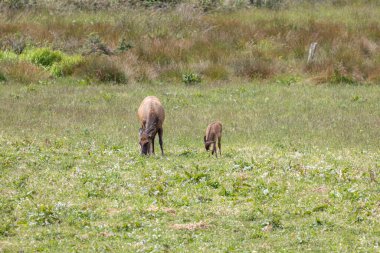 Roosevelt geyiği Crescent City CA 'da