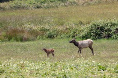 Roosevelt geyiği Crescent City CA 'da