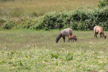 Roosevelt geyiği Crescent City CA 'da