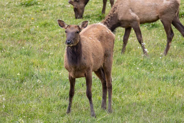 Roosevelt geyiği Crescent City CA 'da