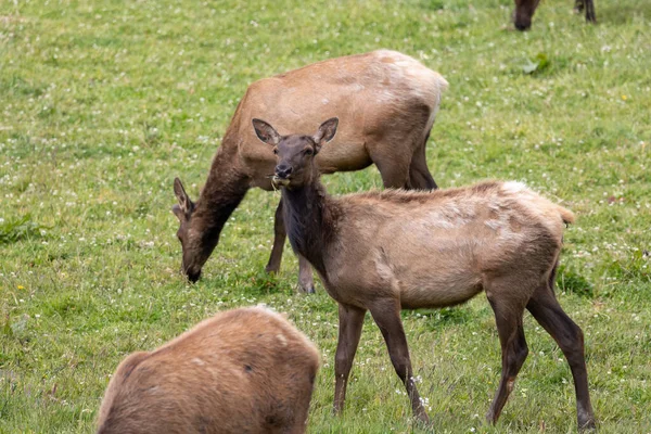 Roosevelt geyiği Crescent City CA 'da