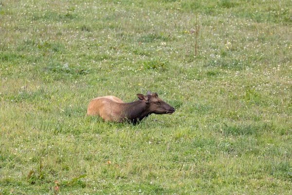 Roosevelt geyiği Crescent City CA 'da