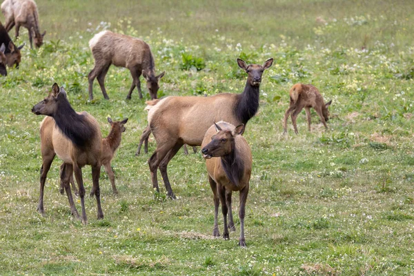 Roosevelt geyiği Crescent City CA 'da