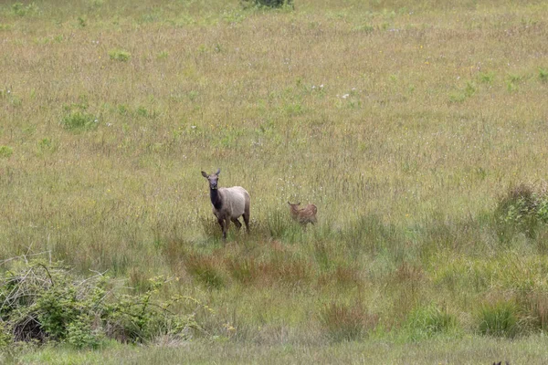 Roosevelt geyiği Crescent City CA 'da
