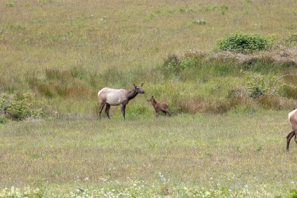 Roosevelt geyiği Crescent City CA 'da