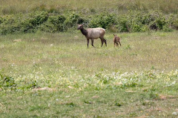 Roosevelt geyiği Crescent City CA 'da