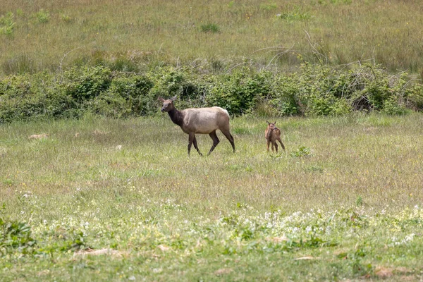 Roosevelt geyiği Crescent City CA 'da