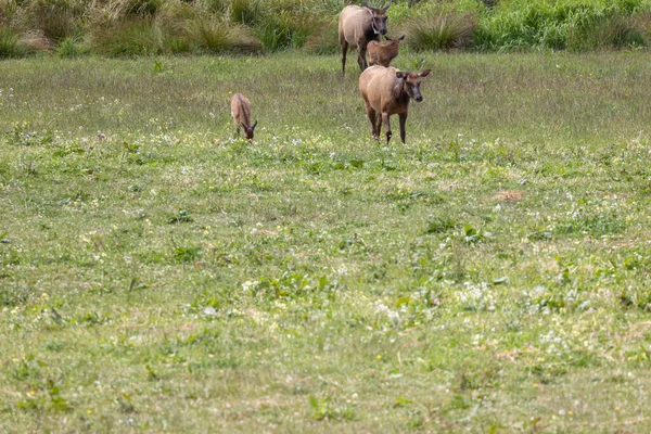 Roosevelt geyiği Crescent City CA 'da