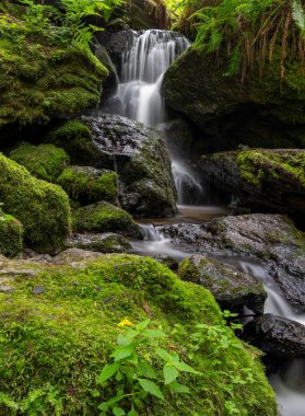 Redwood Ulusal Parkı 'na Trillium düştü