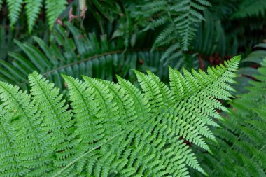 Redwood Ulusal Parkı 'nda eğreltiotu yaprağı