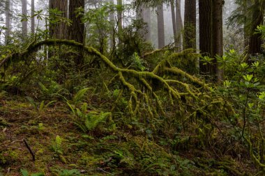 Redwood Ulusal Parkı 'nda yosun kaplı ağaç