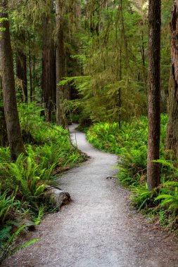 Walking path through the redwood forest in northern California