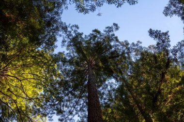 Sekoya ağaçlarının dikey görünümü