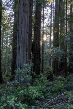 Kızılağaç ormanında sabah ışığı