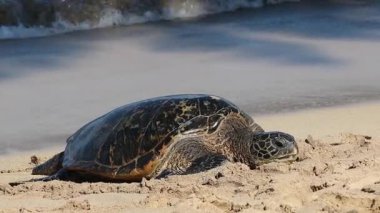 Hawaii 'den yeşil deniz kaplumbağası geliyor.