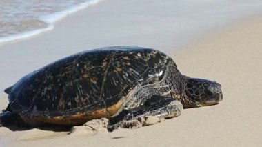 Maui Hawaii 'den yeşil deniz kaplumbağası geliyor.