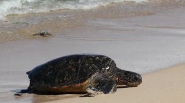 Maui Hawaii 'den yeşil deniz kaplumbağası geliyor.