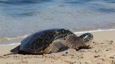 Maui Hawaii 'den yeşil deniz kaplumbağası geliyor.
