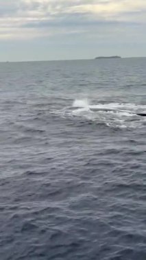 Maui Hawaii açıklarında kambur balinalar