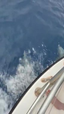 Yunuslar bir gemiyle birlikte yüzüyor.