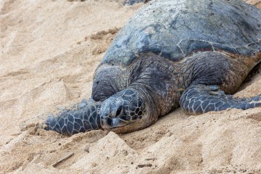 Maui sahilinde yeşil deniz kaplumbağası