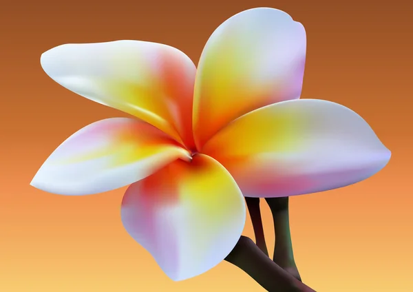 Stock Photo - Frangipani flower — Stock Vector