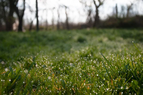 Gros plan sur la rosée fraîche du matin sur l'herbe printanière — Photo