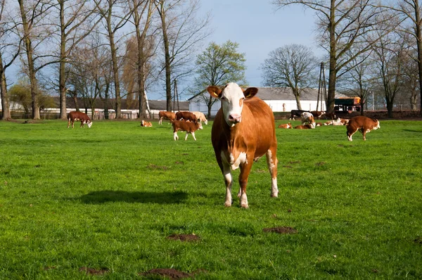 Una vaca contra una manada de vacas marrones y blancas en un pasto — Foto de Stock