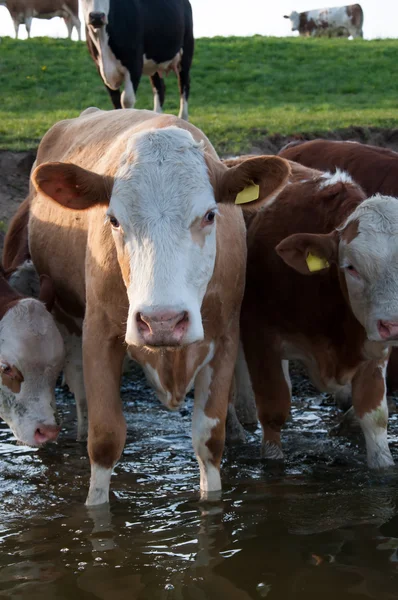 Brown cows in water — Stock Photo, Image