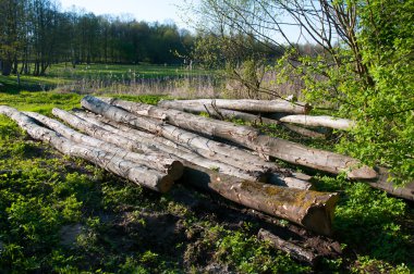 Forest yakınındaki odun yığını