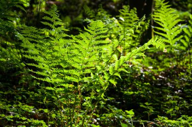 Genç eğreltiotu üzerinde güneş ışığı