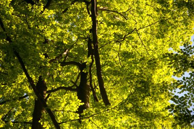 Ormandaki sunlighted ağaçlar