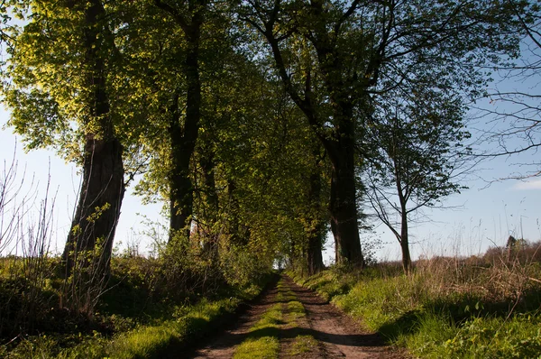 Camino rural que atraviesa el callejón de los árboles —  Fotos de Stock