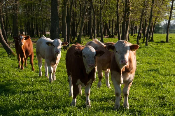 Barna borjú a réten — Stock Fotó