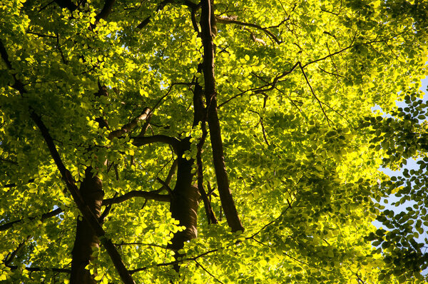 Солнечные деревья в лесу
