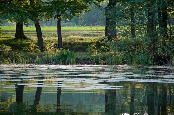 Лілії на озері — стокове фото