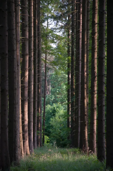 Sentier forestier ensoleillé — Photo