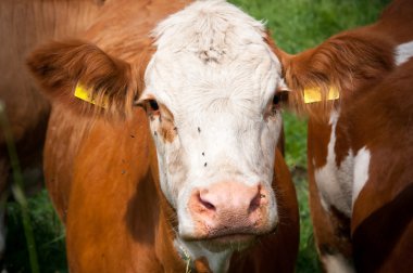 Kameraya bakarak inek