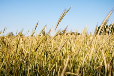 Mavi çiçek tarlası