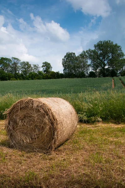 Vroege zomer weiland met gouden Balen en bomen in de verte — Stockfoto