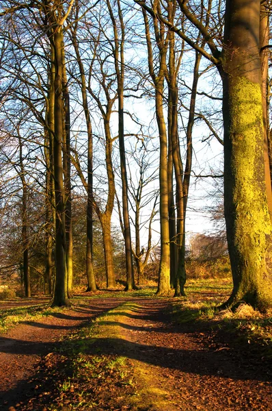 Route de campagne et arbres verts — Photo