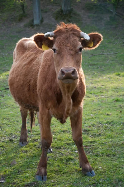 犊牛在牧场上放牧 — 图库照片